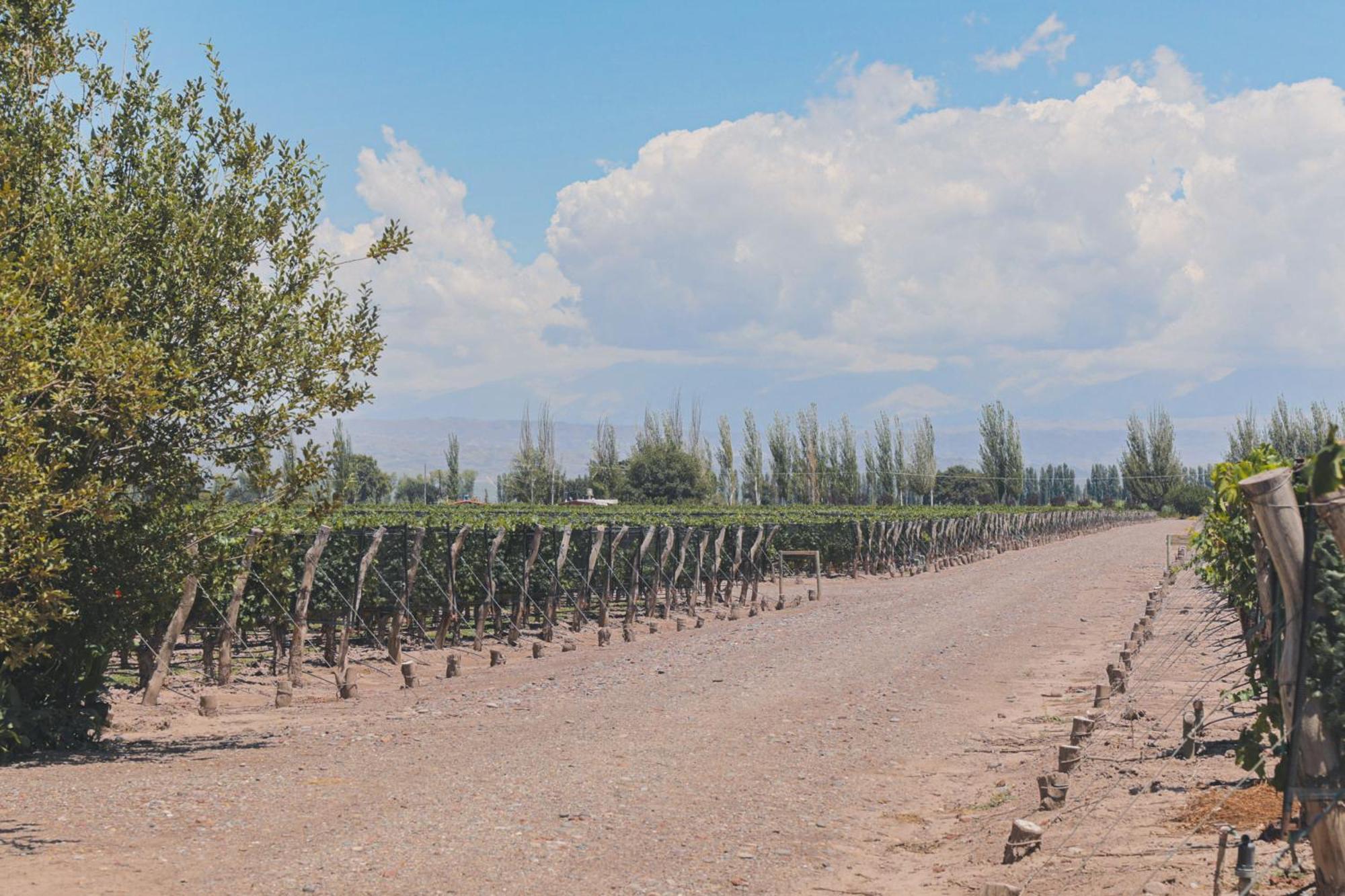 Enlace Wine House Лухан-де-Куйо Экстерьер фото